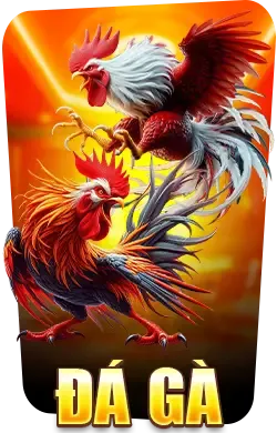 đá gà sodo66